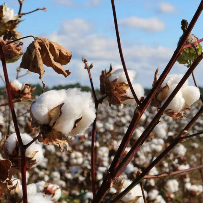 algodon blanco
